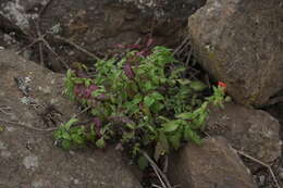 Image of Alonsoa meridionalis (L. fil.) Kuntze