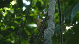 Image of Cream-colored Woodpecker