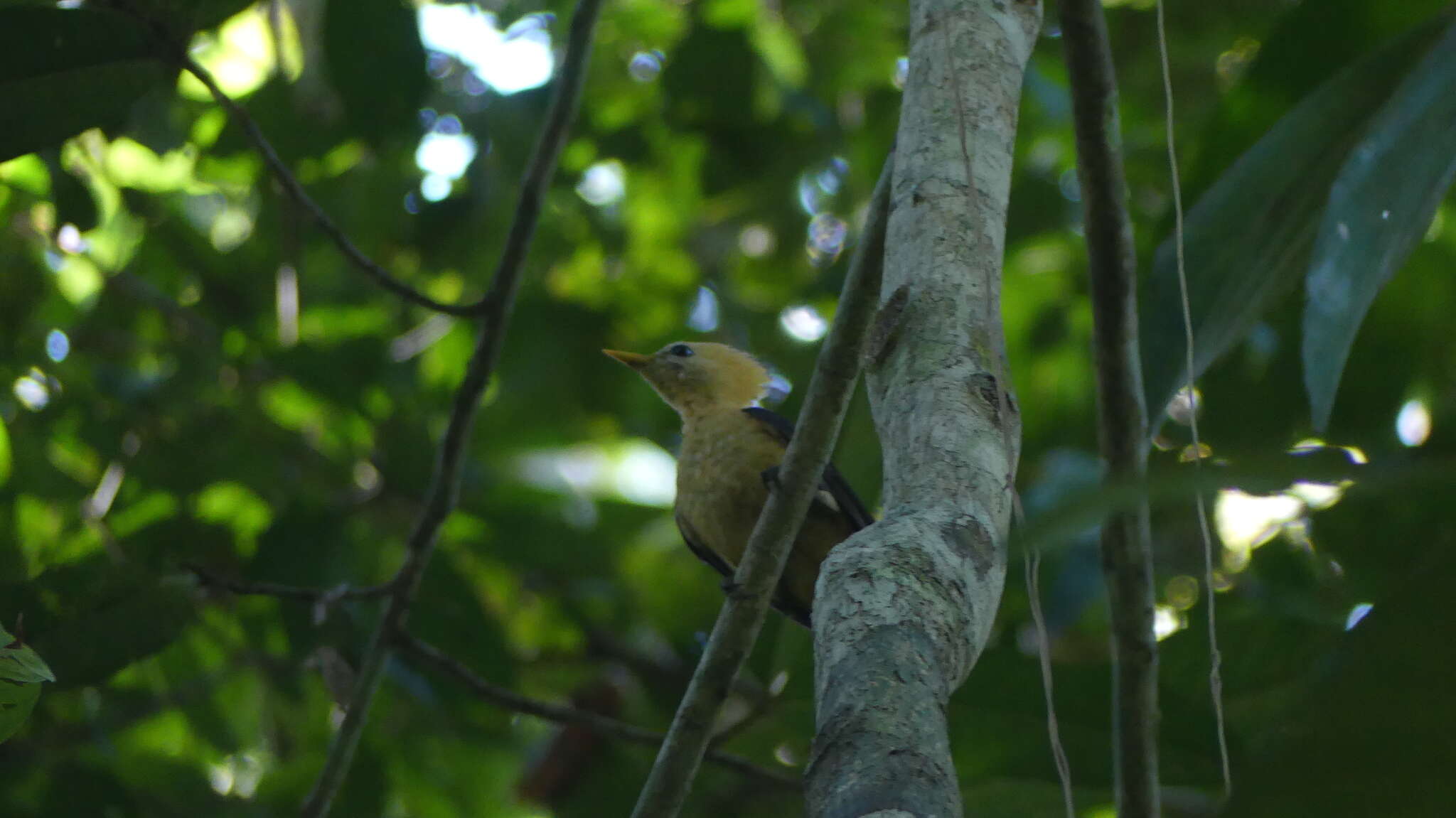 Image of Cream-colored Woodpecker