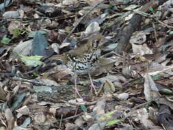 Image of Spotted Ground Thrush