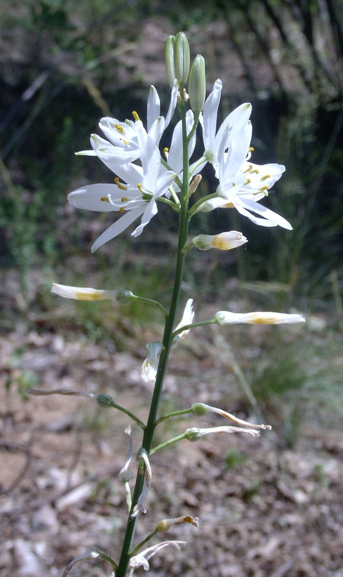 Image of St. Bernard’s lily