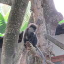 Image of Purple-faced langur