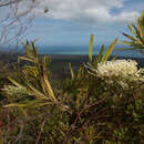 Image de Grevillea exul Lindl.