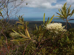 Image de Grevillea exul Lindl.