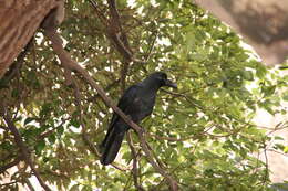 Image of Large-billed Crow