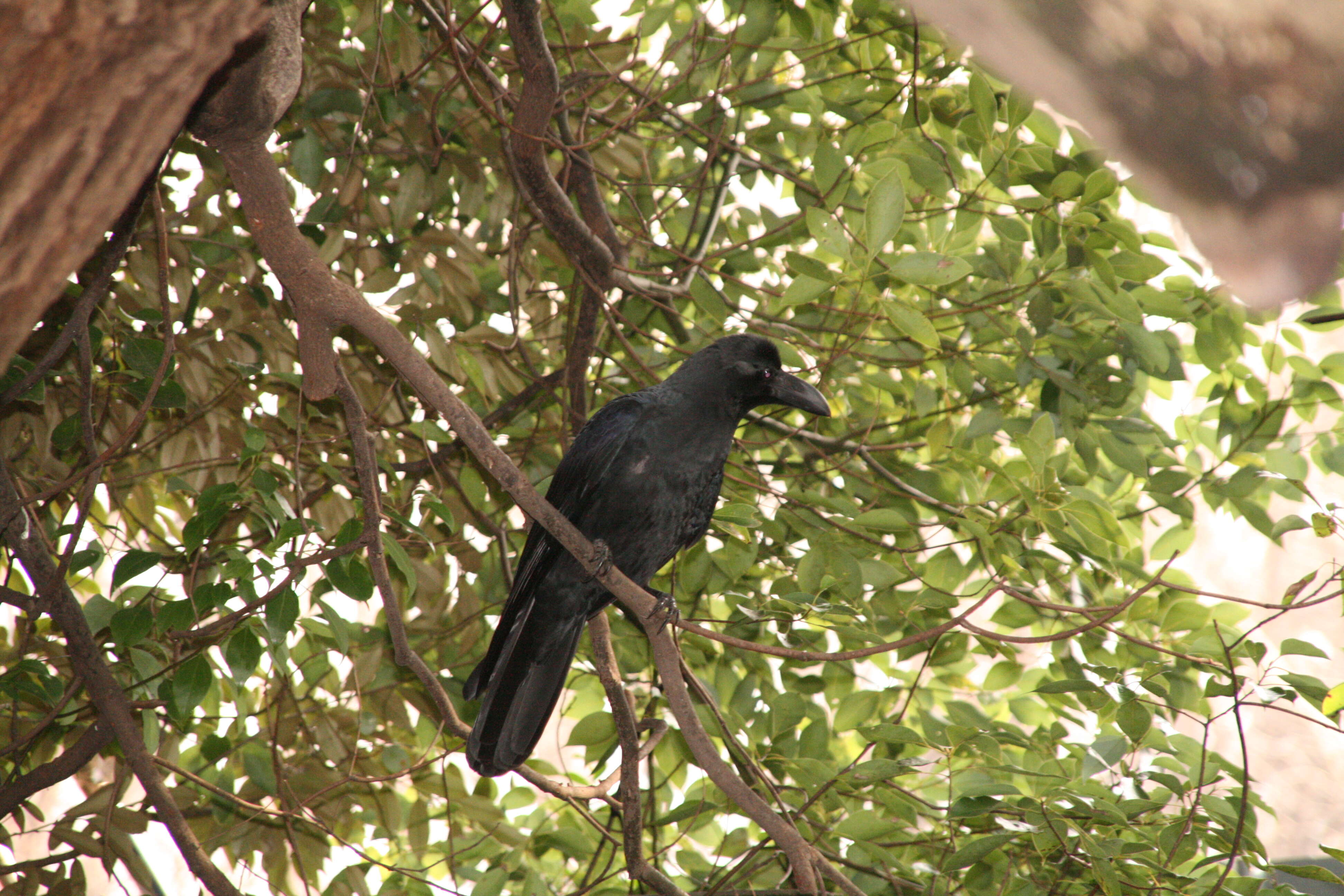 Image of Large-billed Crow