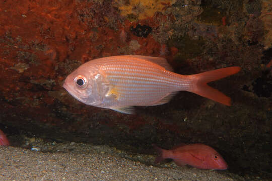 Image of Eastern nannygai