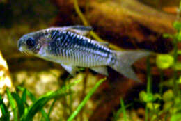 Corydoras elegans Steindachner 1876 resmi