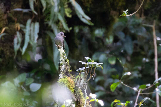 Image of Dark Pewee