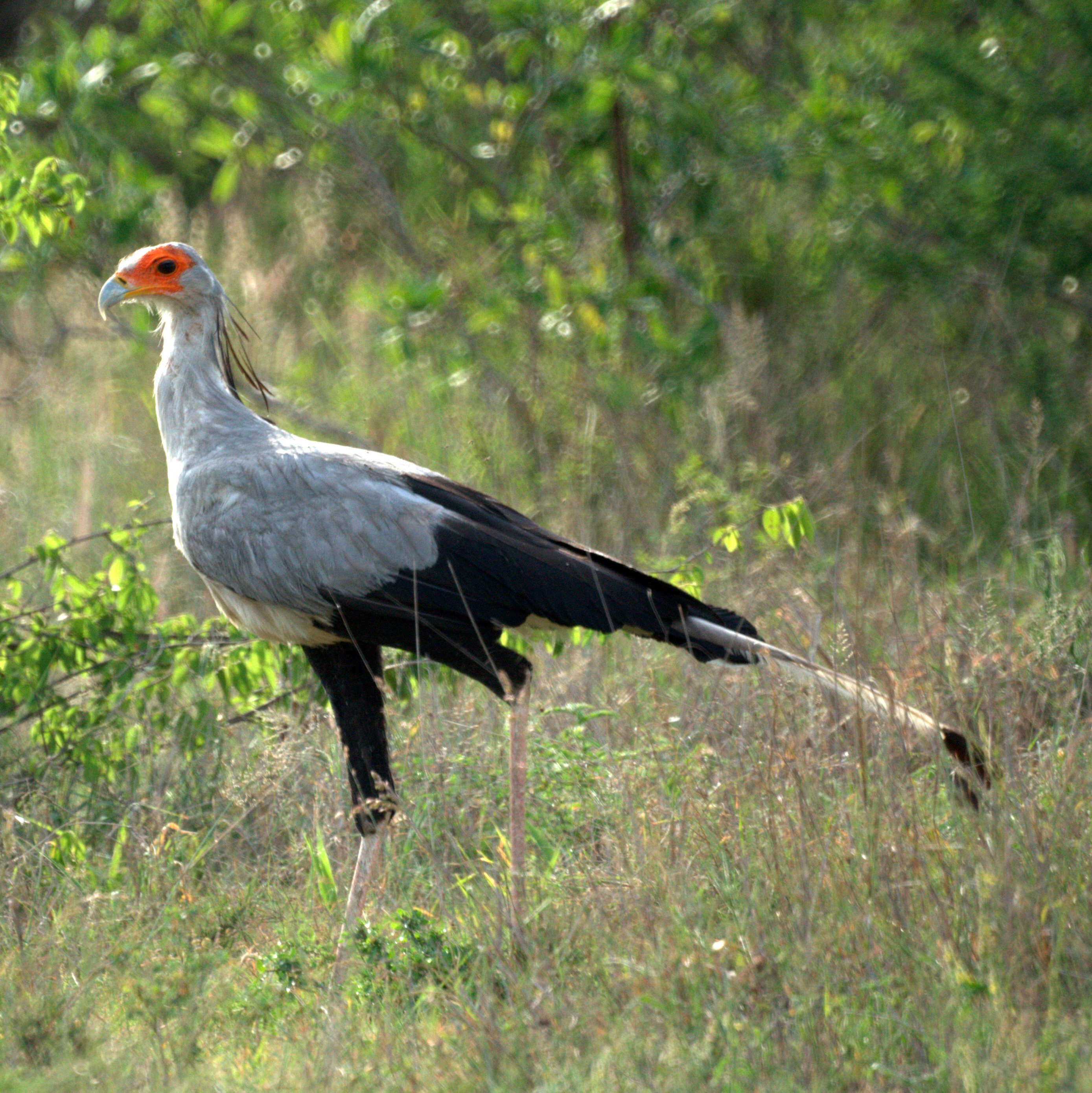 Sagittariidae resmi