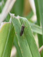 Image of Homoeocerus (Anacanthocoris) bipustulatus Stål 1871