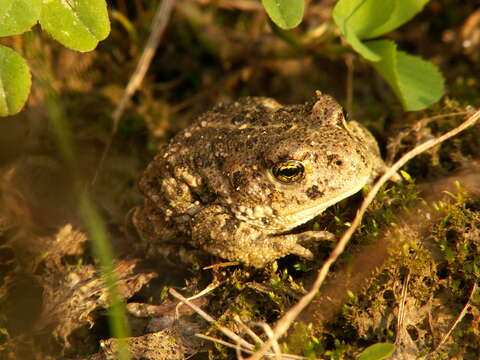 Image of Natterjack toad