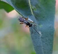 Image of Parasitoid wasp