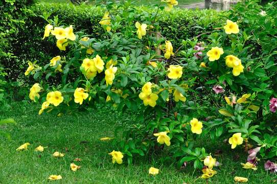 Image of golden trumpet