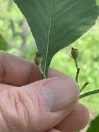 Sivun Crataegus calpodendron (Ehrh.) Medik. kuva