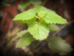 Image of wild mint