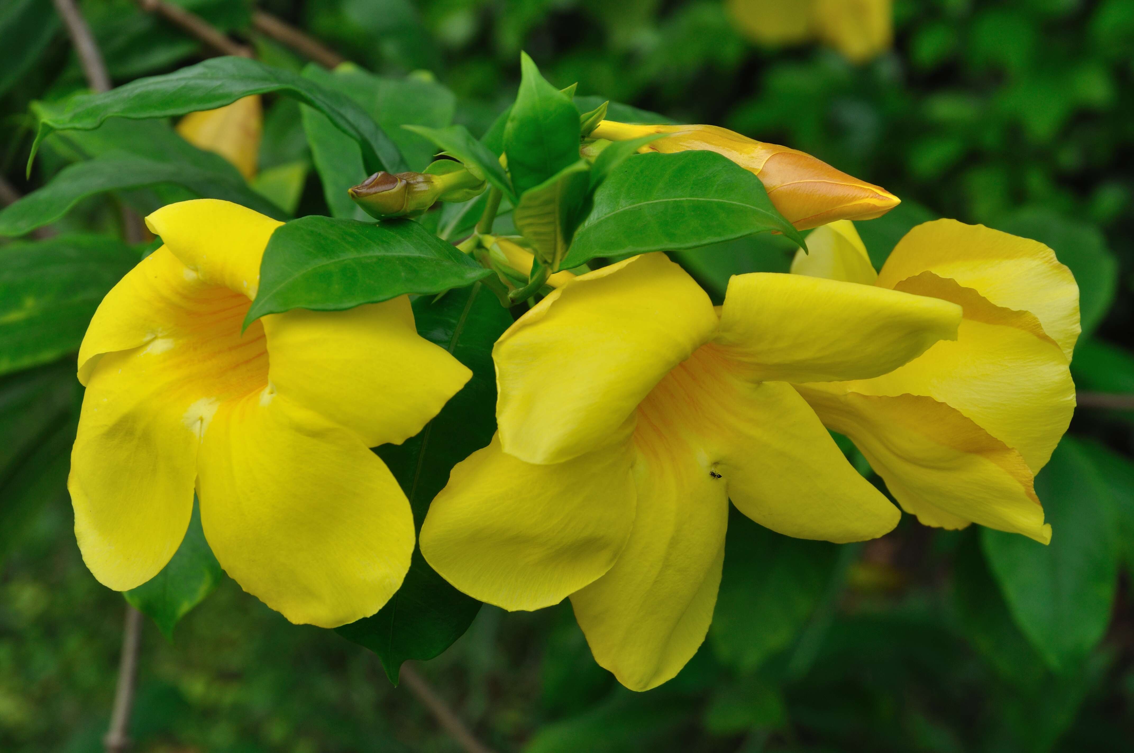 Image of golden trumpet