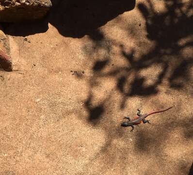 Image of Waterberg Flat Lizard