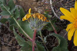 Image of serrate balsamroot