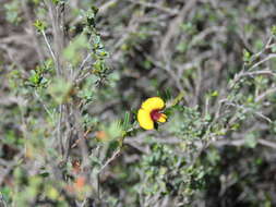 Plancia ëd Bossiaea eriocarpa Benth.