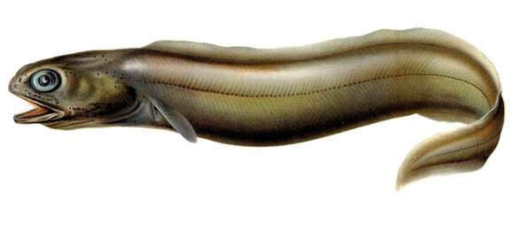 Image of Colocongridae