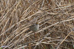 Image of Golden-crowned Sparrow