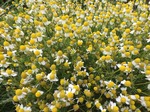 Image of false mayweed