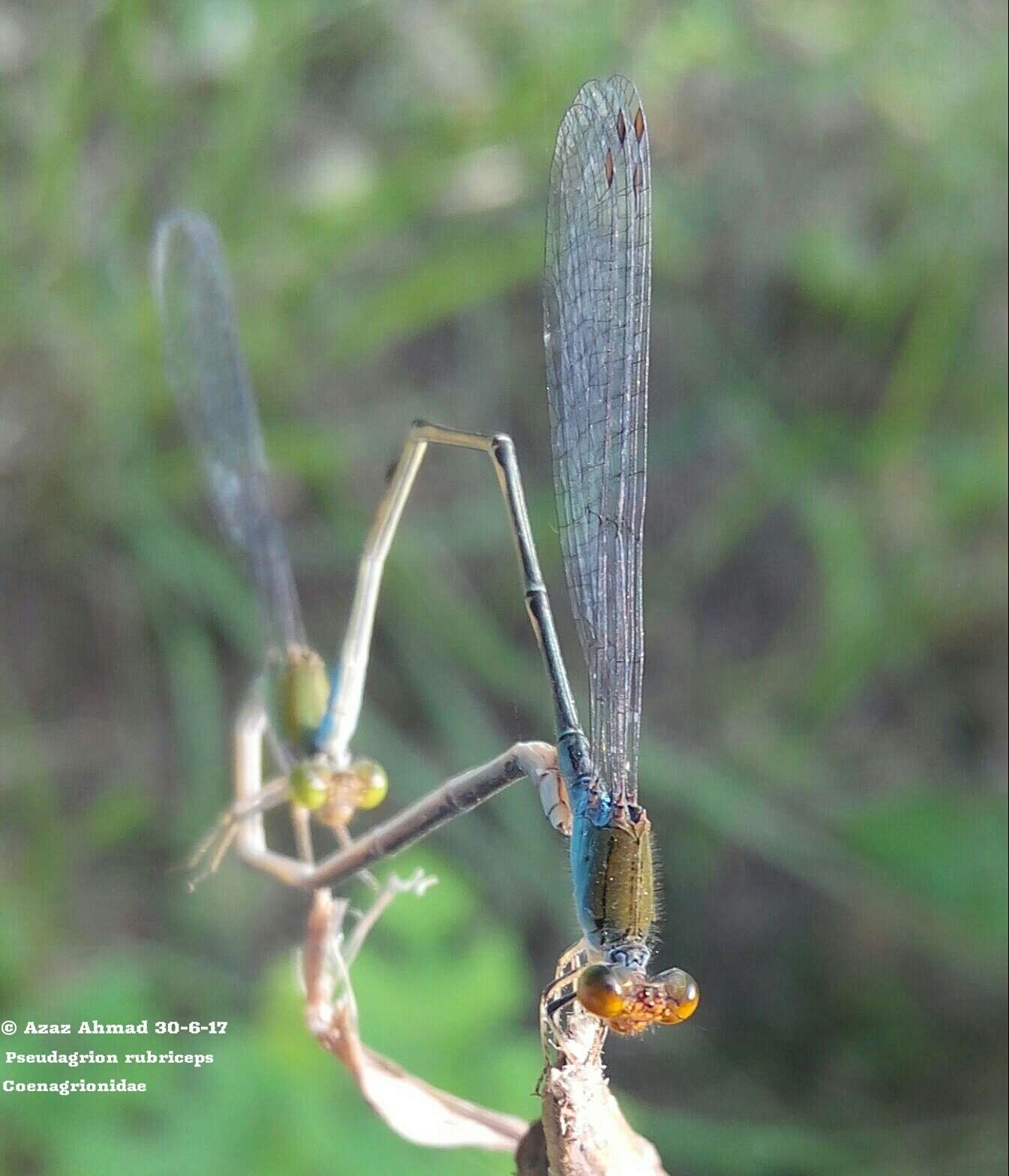 Image of Pseudagrion rubriceps Selys 1876