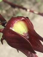 Image of roselle