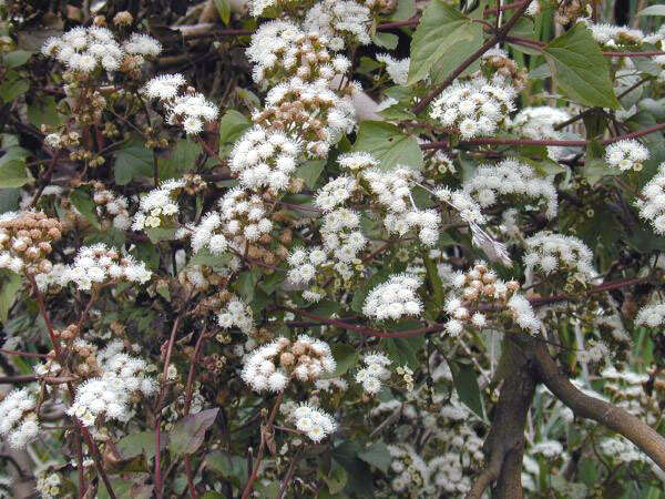 صورة Ageratina adenophora (Spreng.) R. King & H. Rob.