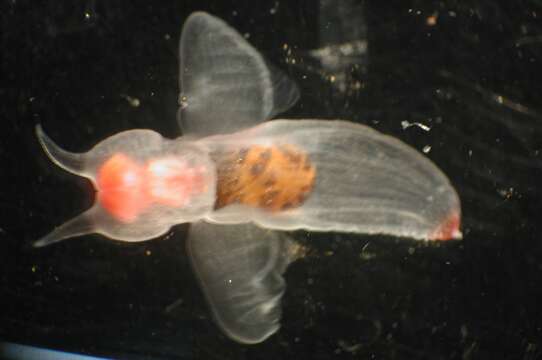 Image of naked pteropods