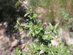 Image of Correll's snakewood