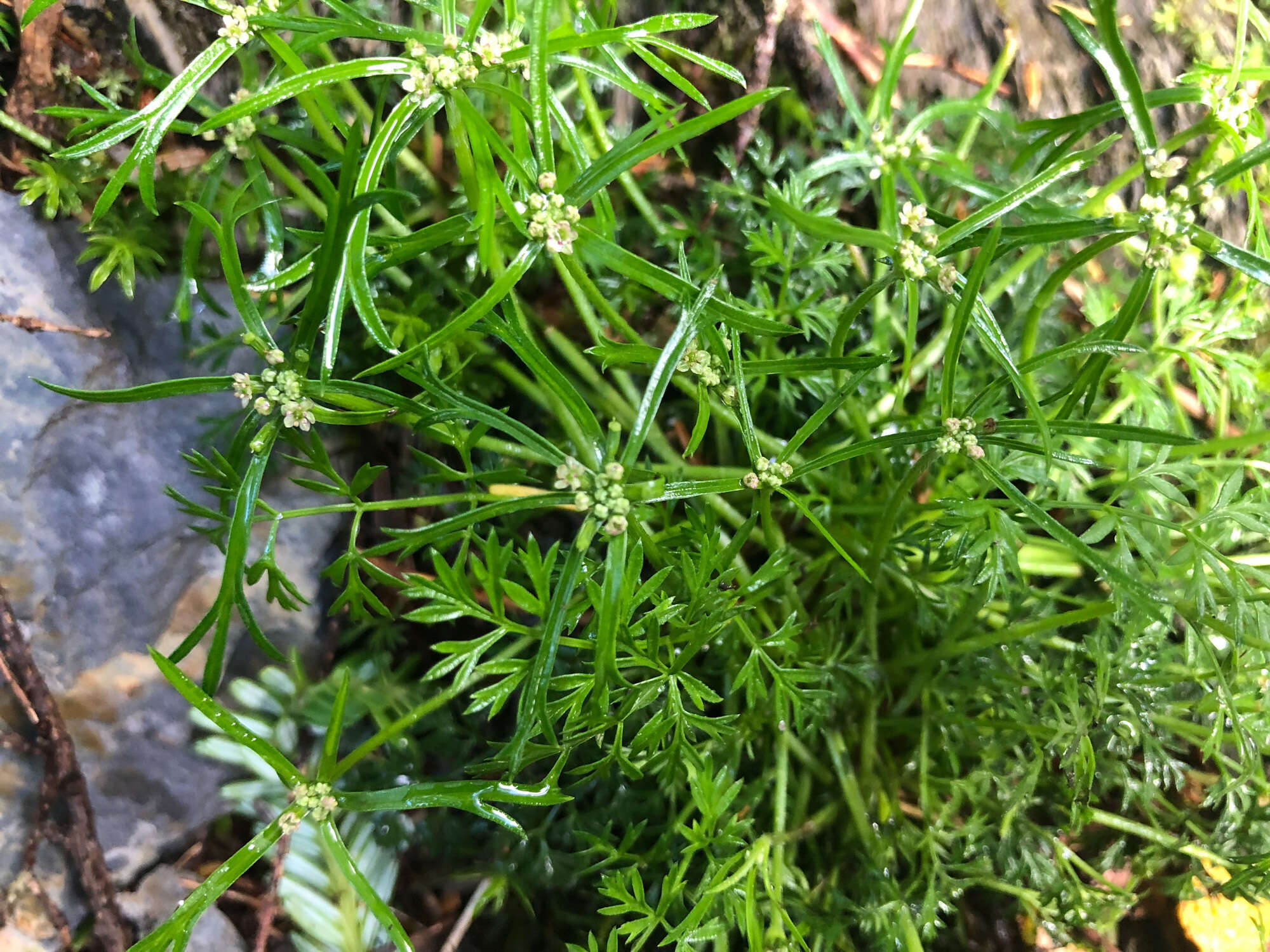 Imagem de Chaerophyllum involucratum (Hayata) K. F. Chung