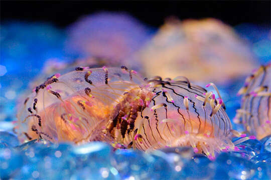 Image of Flower hat jelly