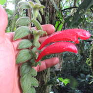 Image of Columnea labellosa H. Karst.