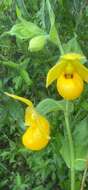 Image of Irapeao Cypripedium