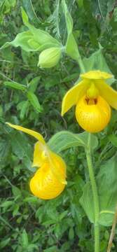 Image of Irapeao Cypripedium