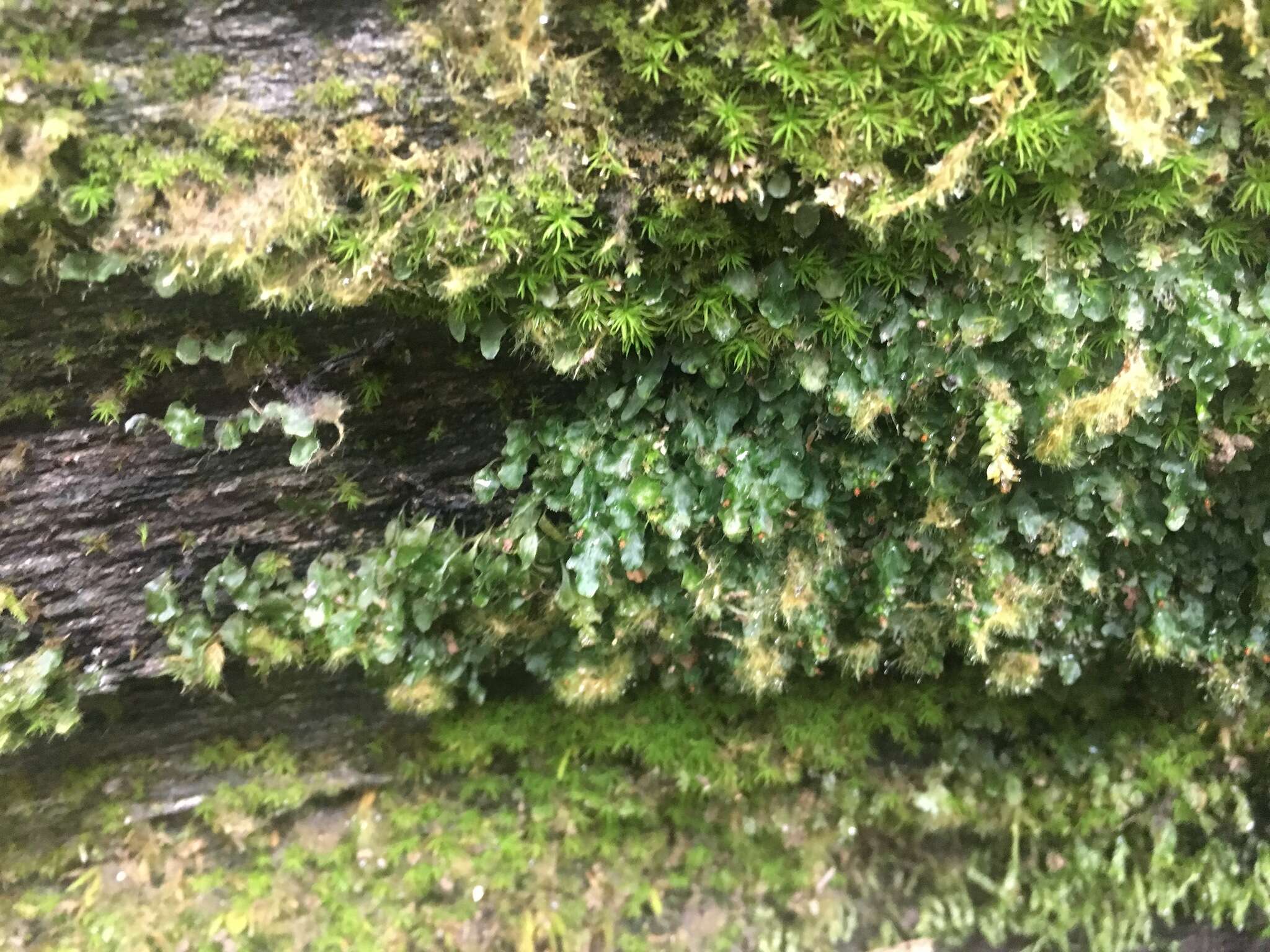 Image of Dwarf Filmy Fern