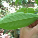 Sivun Erythroxylum squamatum Sw. kuva