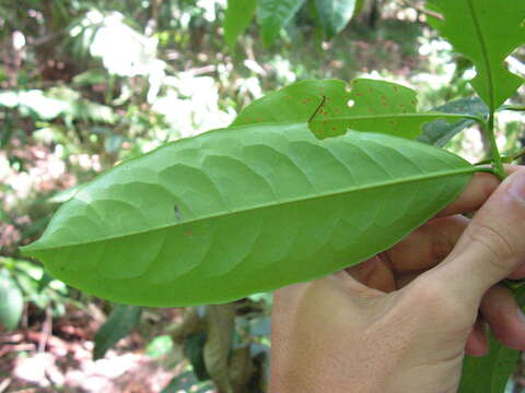 Sivun Erythroxylum squamatum Sw. kuva