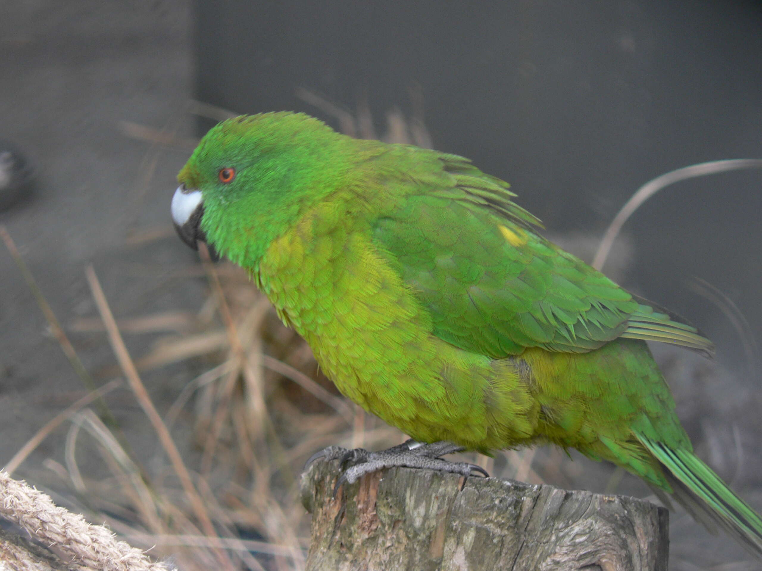 Image of Antipodes Green Parakeet