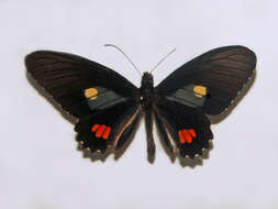 Image de Parides erithalion (Boisduval 1836)