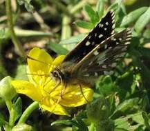 Image of Grizzled skipper