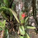 Imagem de Aechmea nudicaulis var. aequalis L. B. Sm. & Reitz