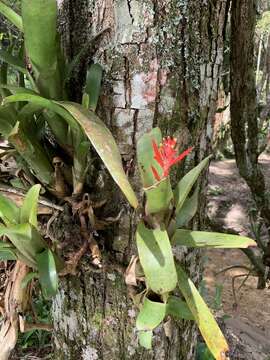 Imagem de Aechmea nudicaulis var. aequalis L. B. Sm. & Reitz