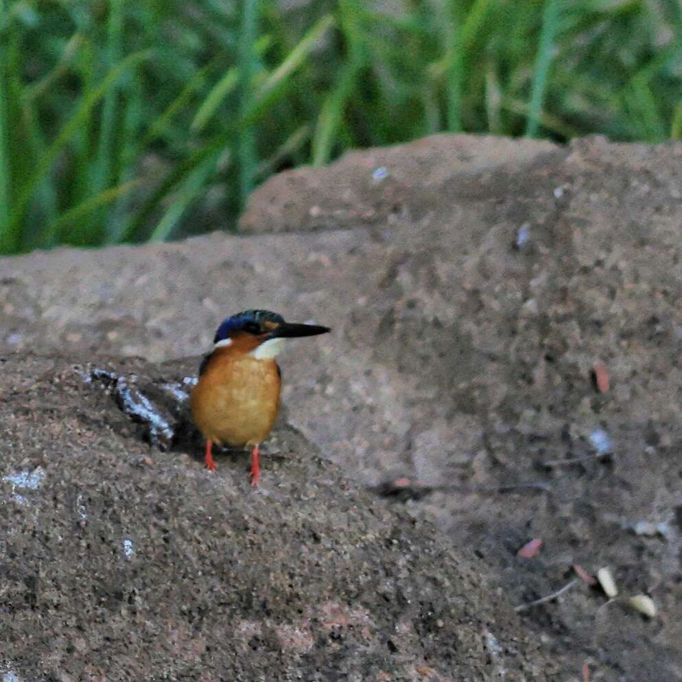 Image of Madagascar Kingfisher