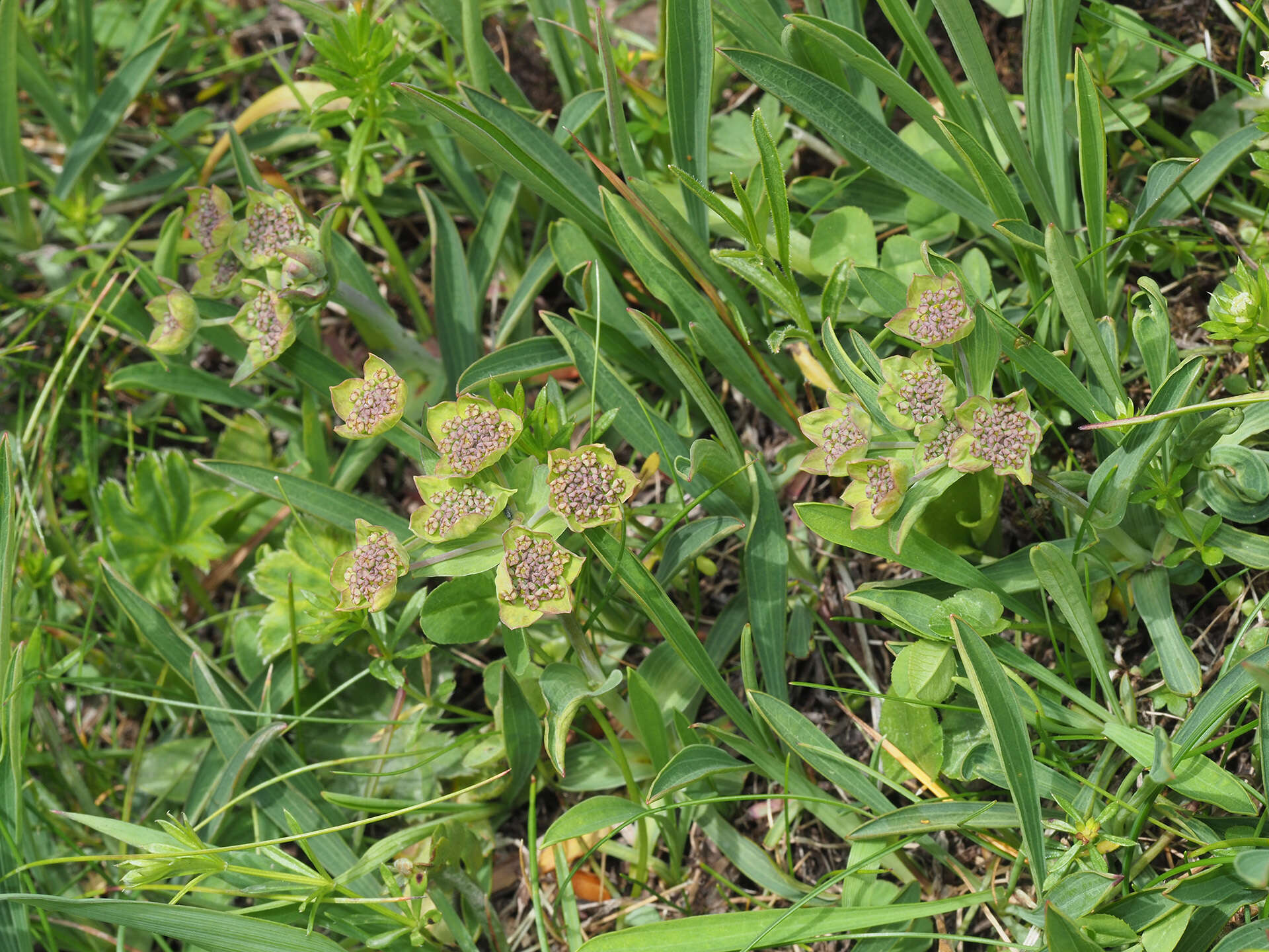 Sivun Bupleurum stellatum L. kuva