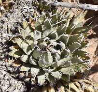 Image of Utah agave