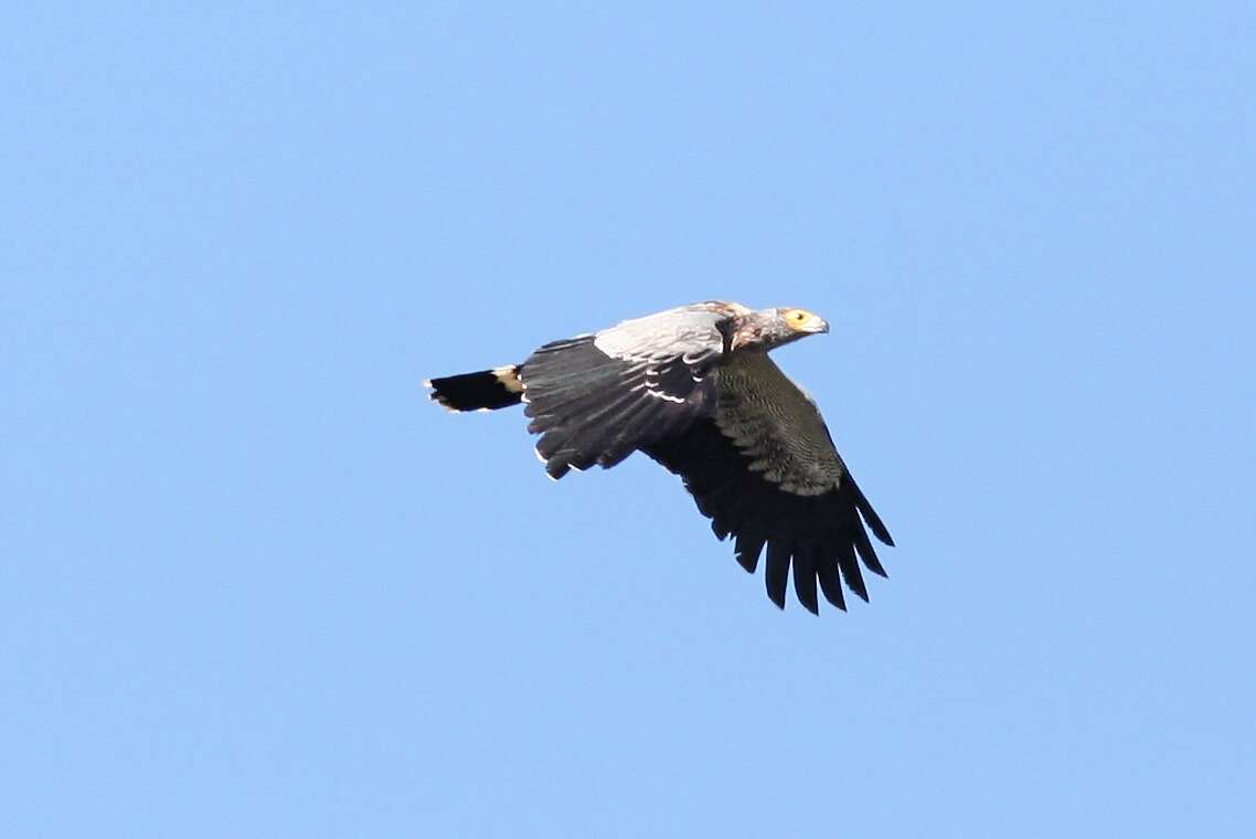 Image of Madagascan Harrier-Hawk