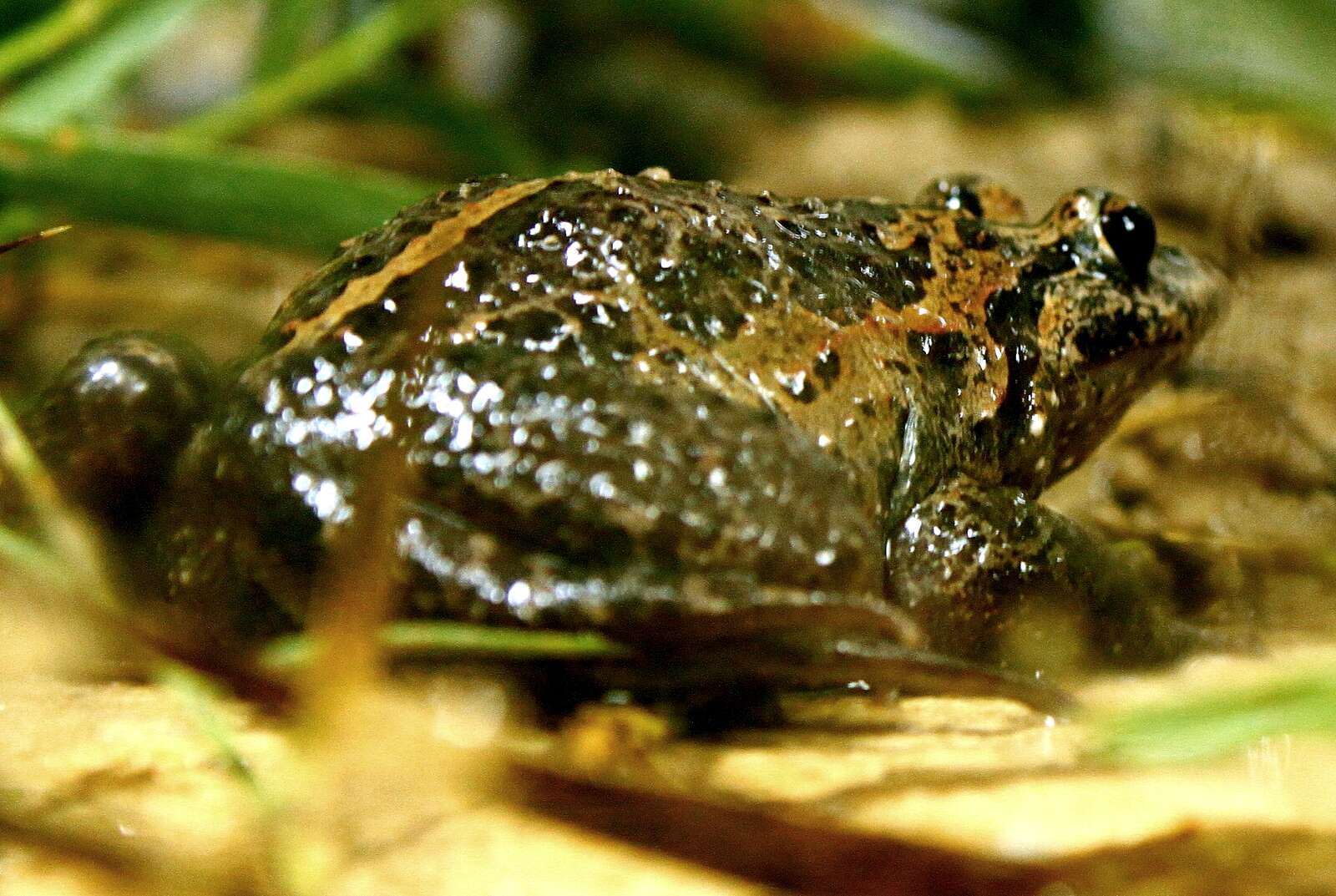 Image of Hula Painted Frog